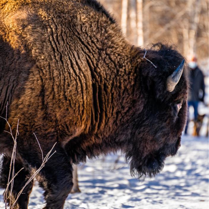 Buffalo standing in the snow
